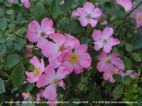 Longcot - photo: 00565