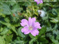 Longcot - photo: 00567