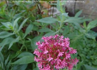 Longcot - photo: 00568
