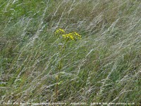 Longcot - photo: 00569