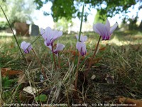 Longcot - photo: 00570