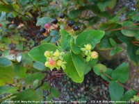 Longcot - photo: 00572