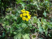 Longcot - photo: 00573