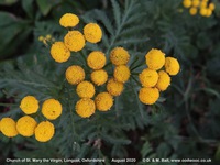 Longcot - photo: 00574