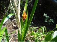 Longcot - photo: 00575