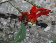 Longcot - photo: 00576