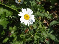 Longcot - photo: 00577