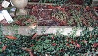 Lydiard Millicent - photo: 00154