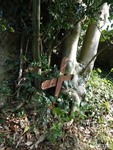 Lydiard Millicent - photo: 00192
