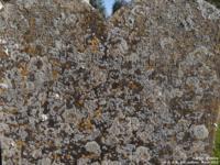 Latton - photo: 0242