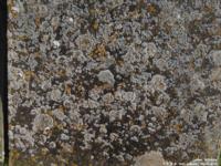 Latton - photo: 0244