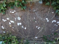 Lydiard Tregoze - photo: 0329