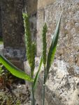 Lydiard Tregoze - photo: 1088
