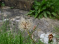 Lydiard Tregoze - photo: 1092