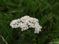 Lydiard Tregoze - photo: 1154