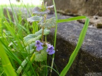 Lydiard Tregoze - photo: 1296