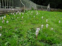 Lydiard Tregoze - photo: 1301