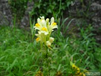 Lydiard Tregoze - photo: 1315