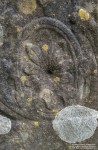 Lydiard Tregoze - photo: 1329