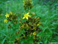 Lydiard Tregoze - photo: 1339