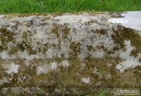 Lydiard Tregoze - photo: 1428