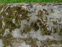 Lydiard Tregoze - photo: 1429