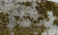 Lydiard Tregoze - photo: 1431