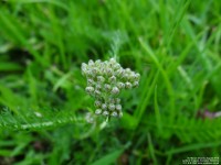 Lydiard Tregoze - photo: 1485