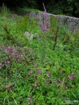 Lydiard Tregoze - photo: 1487