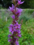 Lydiard Tregoze - photo: 1488