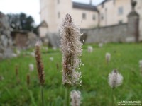 Lydiard Tregoze - photo: 1491