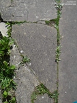 Lydiard Tregoze - photo: 1587