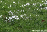 Lydiard Tregoze - photo: 1637