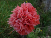 Lydiard Tregoze - photo: 1662
