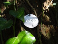 Lydiard Tregoze - photo: 1715