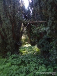 Malmesbury - photo: 00198