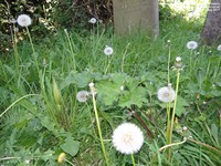 Malmesbury - photo: 00213