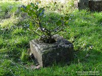 Oaksey - photo: 0198