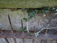 Ogbourne St. Andrew - photo: 0026