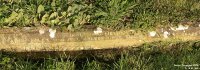 Purton - photo: 0659