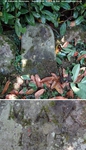 Savernake - photo: 00156