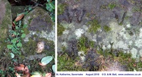 Savernake - photo: 00159