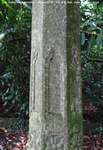 Savernake - photo: 00210