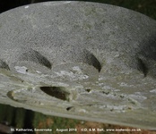 Savernake - photo: 00409
