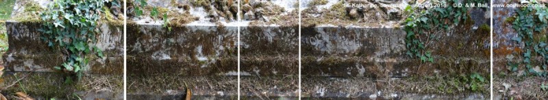 Savernake - photo: 00467