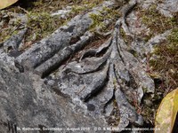 Savernake - photo: 00468