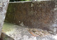 Savernake - photo: 00529