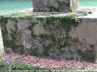 Savernake - photo: 00543