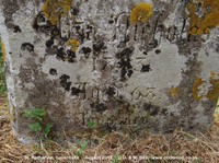 Savernake - photo: 00585