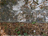 Savernake - photo: 00631